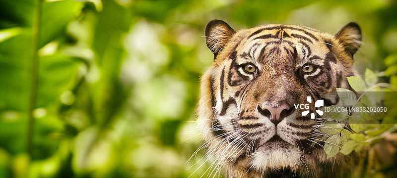 在丛林中，西伯利亚虎在看相机时被爆头图片素材
