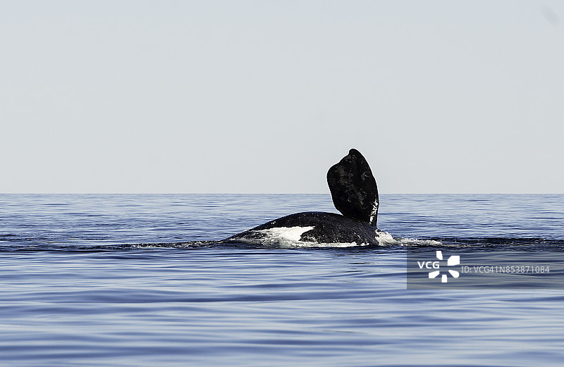 阿根廷瓦尔德斯半岛，一种胸鳍朝天的南露脊鲸在身体一侧游动。图片素材