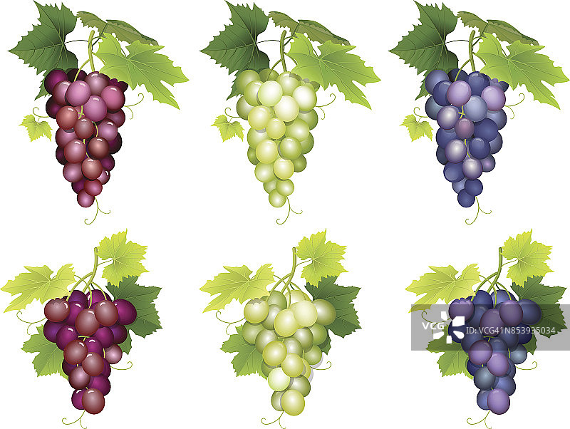 一串不同品种的葡萄图片素材