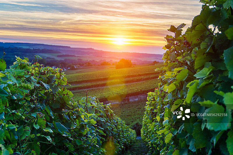 夕阳下的香槟葡萄园，法国蒙塔尼·德·兰斯图片素材