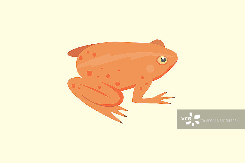 青蛙卡通矢量插图孤立。热带的动物图片素材