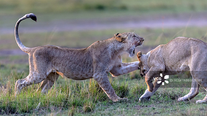 雌狮玩战斗。图片素材