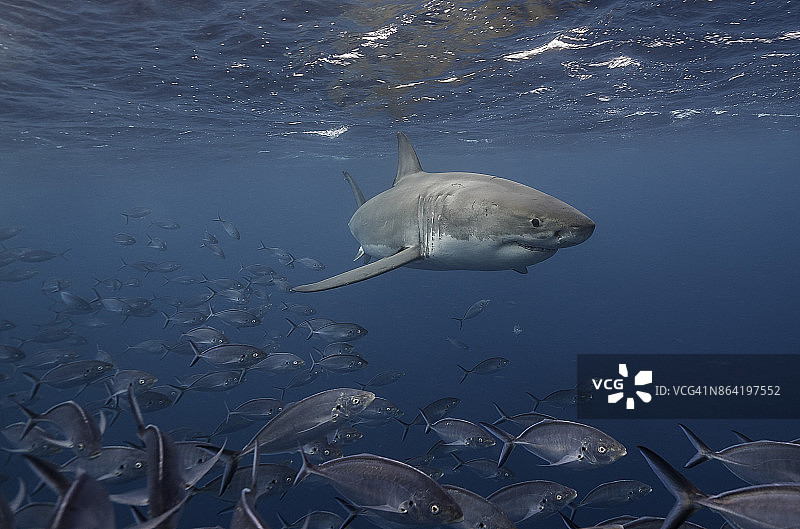 南澳大利亚尼普顿群岛，大白鲨在一群鲹鱼中间游过水面。图片素材