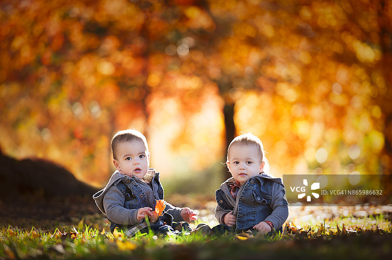 15个月前，爱荷华州的一个秋天，一对双胞胎男孩和树叶一起玩耍图片素材