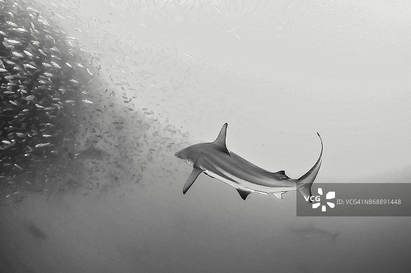 在南非野生海岸的沙丁鱼游中，青铜鲸鲨攻击一个沙丁鱼诱饵球。图片素材