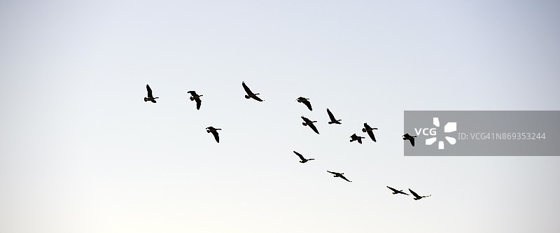 大群大雁飞过美国俄勒冈州的Coquille图片素材