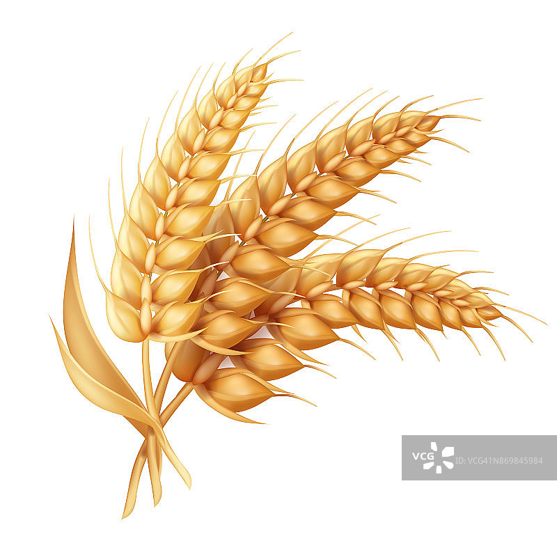 大麦穗与叶逼真孤立。小麦矢量图标图片素材