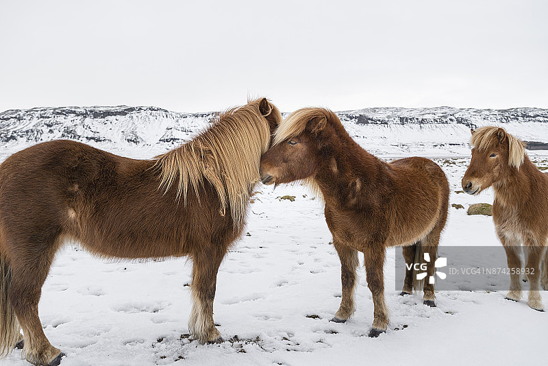 冰岛马的典型景观图片素材