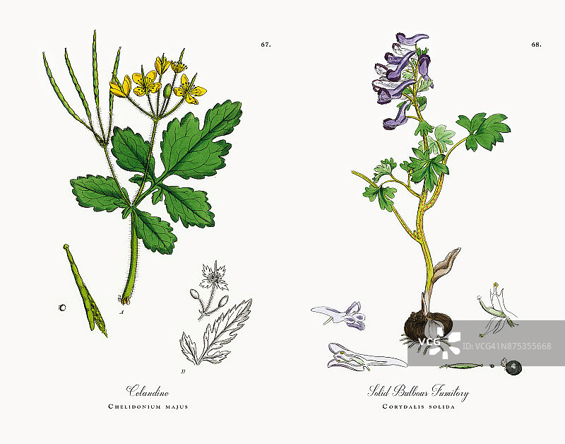 白屈菜，白屈菜，维多利亚植物学插图，1863年图片素材