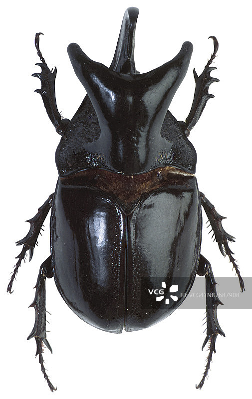白色背景下的甲虫特写镜头图片素材