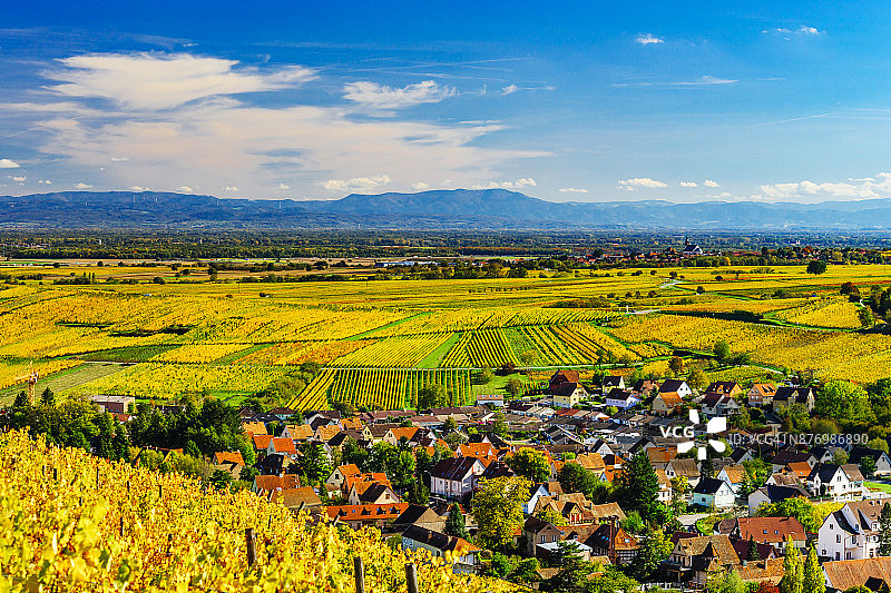 在法国阿尔萨斯的安德劳小村庄，黄色和橙色的葡萄园。丰富多彩的秋天的风景。图片素材