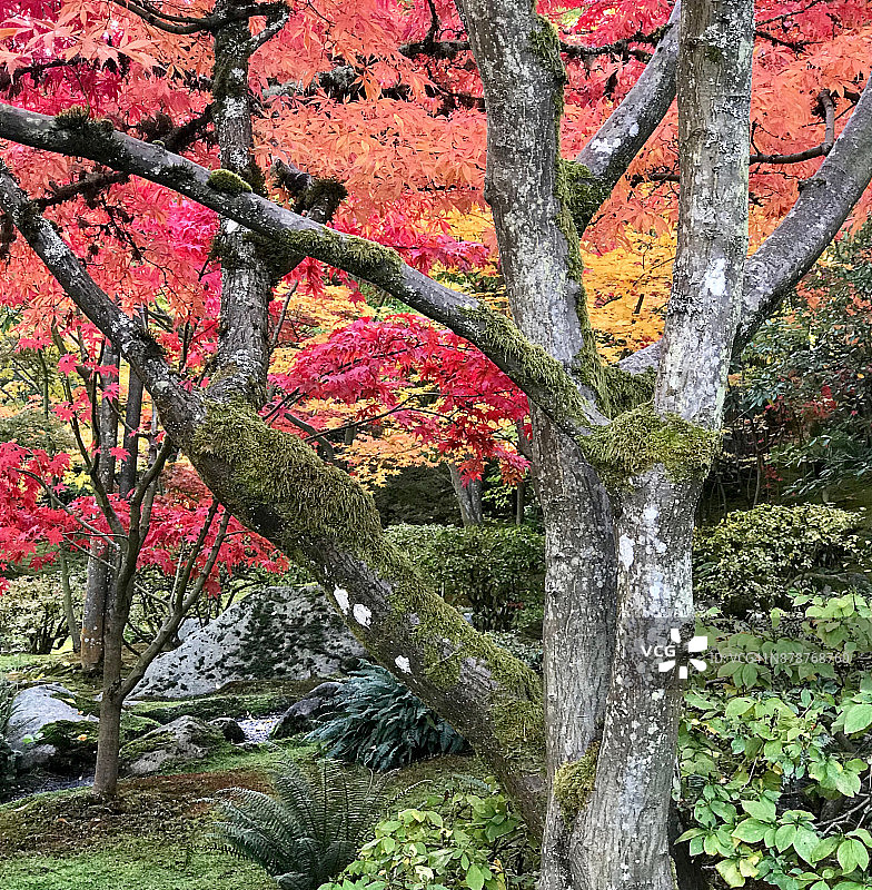 秋天的颜色，日本花园，西雅图图片素材