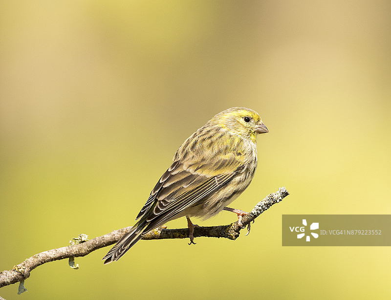 在自然的绿色和黄色背景上，一只欧洲雌小金翅雀(绿雀)站在长满地衣的光秃秃的树枝上吃种子。西班牙、欧洲。图片素材