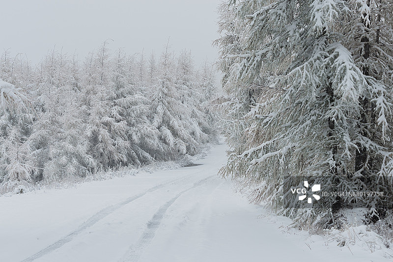 白雪覆盖的森林之路图片素材