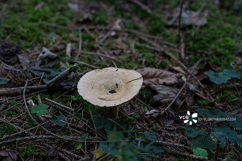 米色蘑菇生长在森林俯视图图片素材