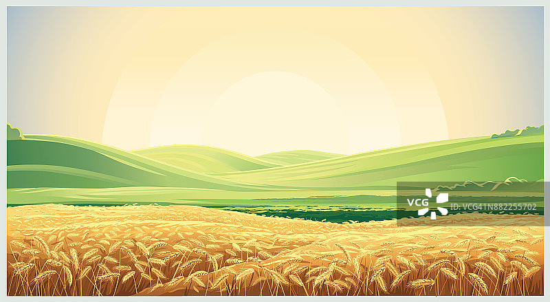 夏季景观与麦田小麦图片素材