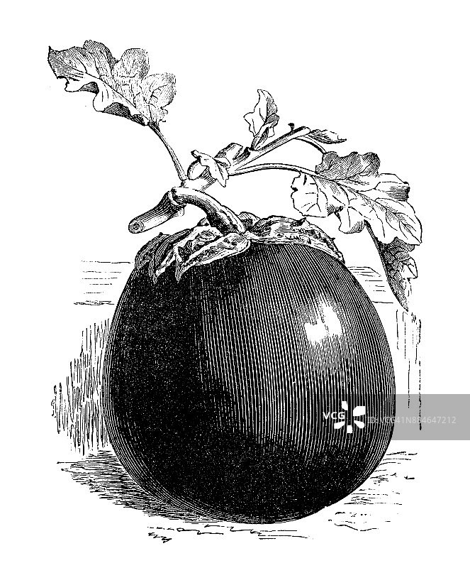 植物学蔬菜植物古雕刻插图:茄子茄子图片素材