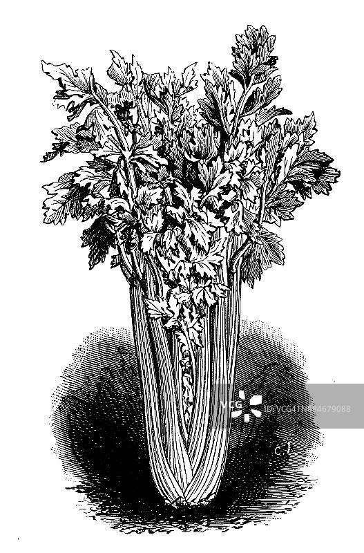 植物学蔬菜植物仿古雕刻插图:白色固体芹菜图片素材