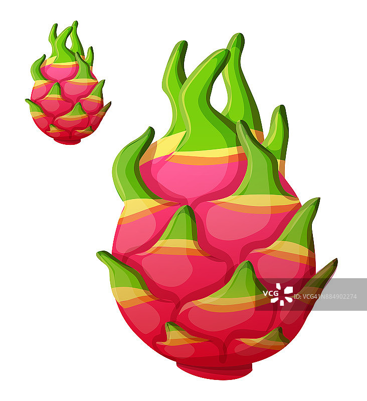 火龙果是一种水果。孤立的矢量图标图片素材