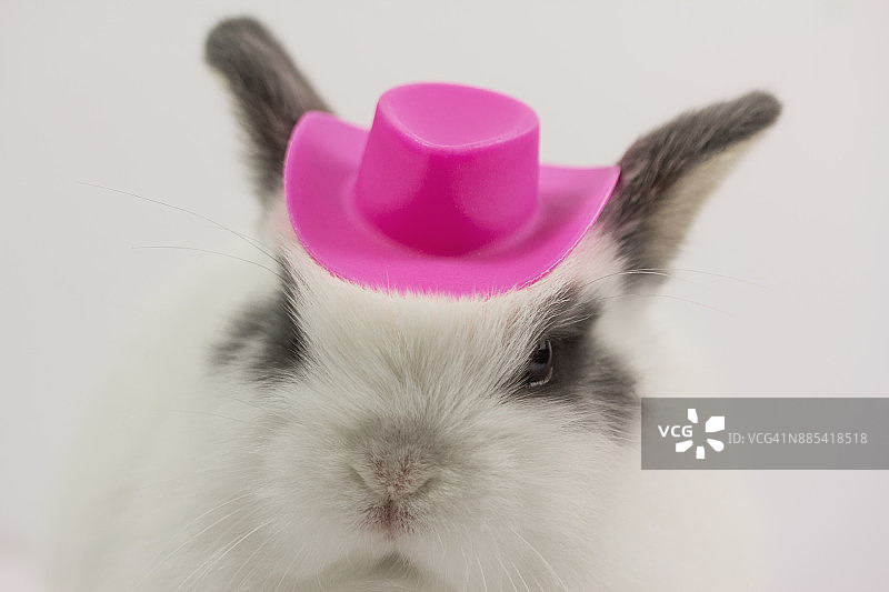 兔子的帽子图片素材