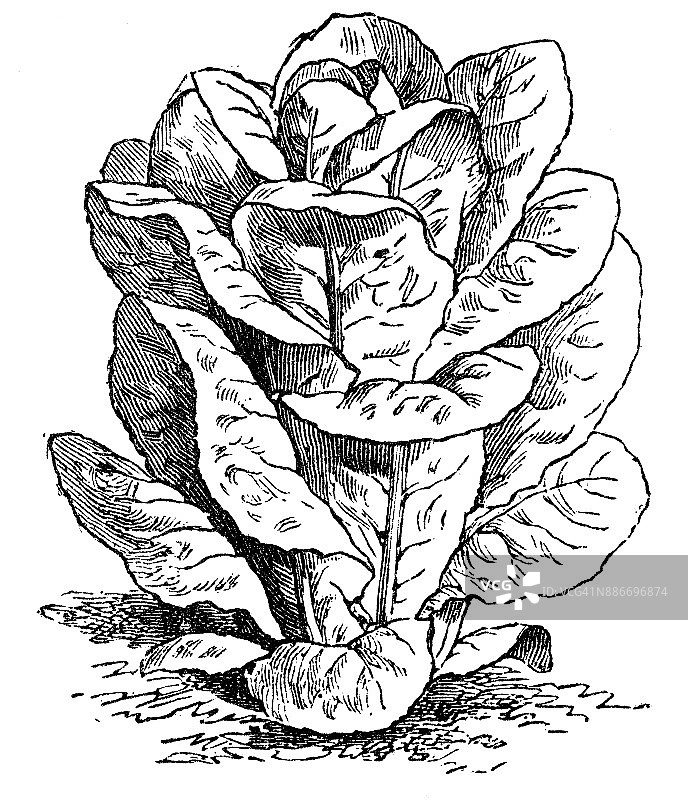 植物学、蔬菜植物、古董雕刻插图:长叶莴苣图片素材