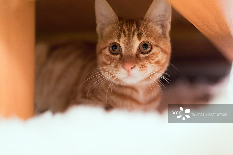 藏在床下的姜猫图片素材