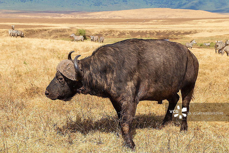 恩戈罗戈罗保护区草原上非洲水牛或南非水牛的特写图片素材