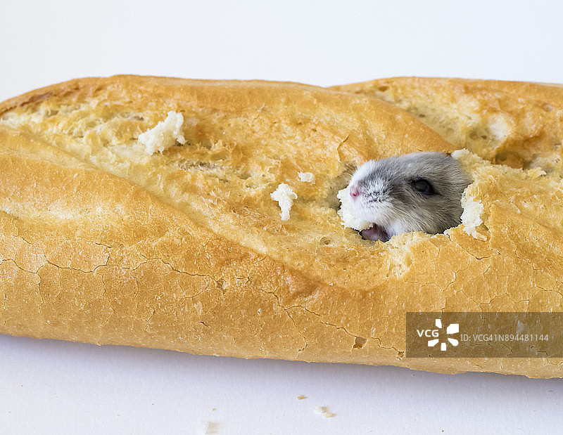 仓鼠，啮齿动物，在白色背景上吃面包。西班牙。图片素材