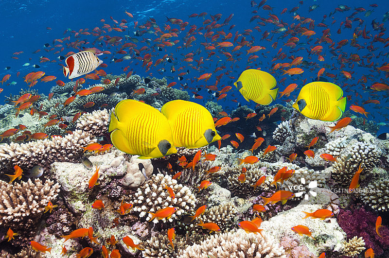 珊瑚礁风景与蝴蝶鱼图片素材