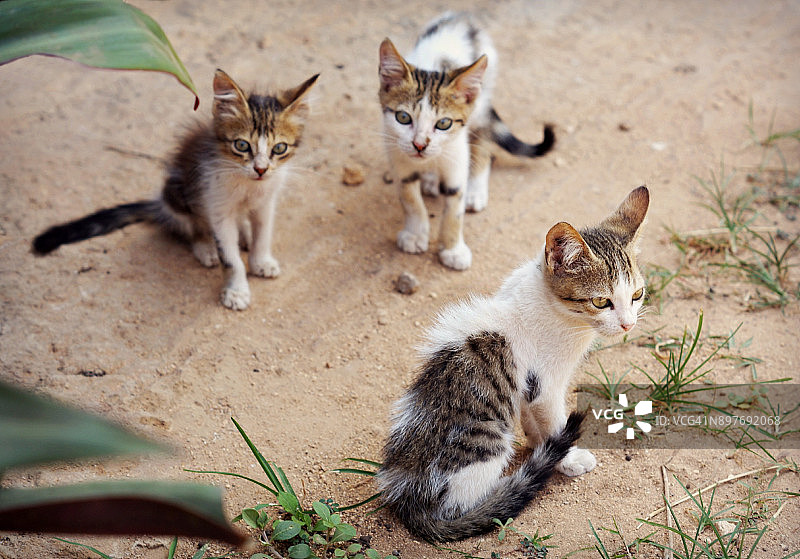 3只小猫在肯尼亚的一条土路上图片素材