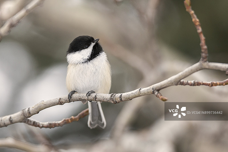 冬天，黑头山雀栖息在树枝上图片素材