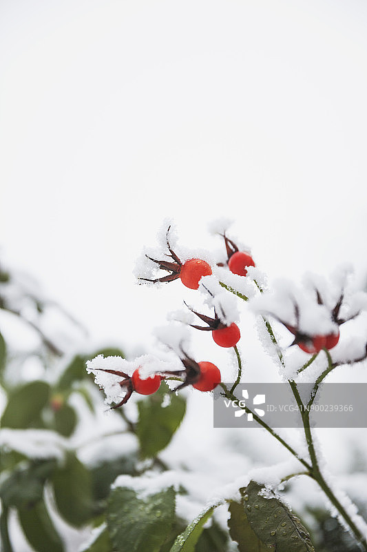 白雪覆盖的玫瑰果图片素材