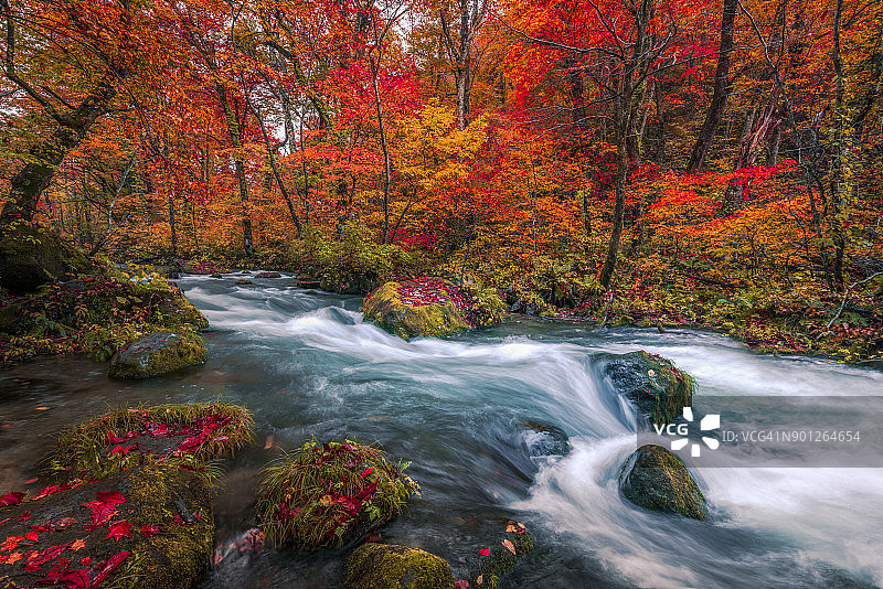 日本青森市磐濑溪秋天森林中的瀑布图片素材