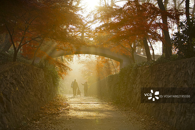 两个老人在早晨散步。美丽的阳光透过红色的枫叶。图片素材