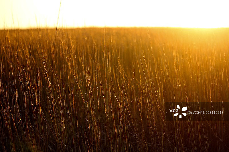在夕阳下发光的沼泽草地图片素材