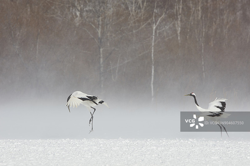 丹顶鹤，Grus japonensis，站在冬天的雪中。图片素材