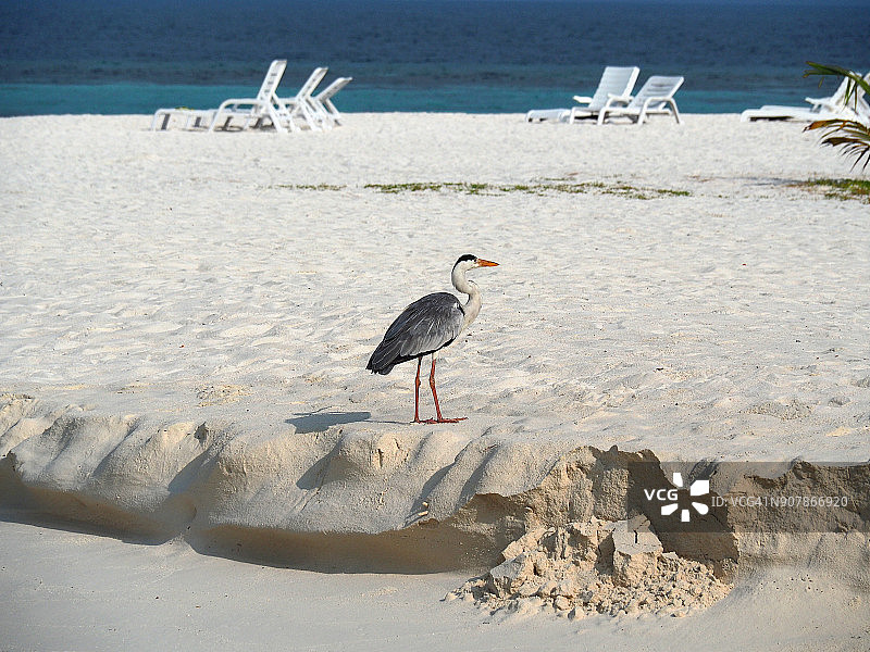苍鹭(Ardea cinerea)马尔代夫海滩图片素材