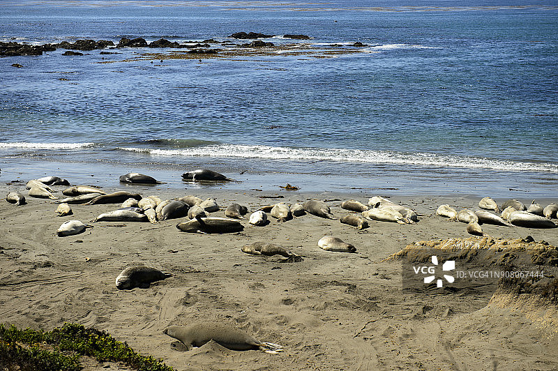 一组海豹在圣西蒙，美国加利福尼亚州图片素材