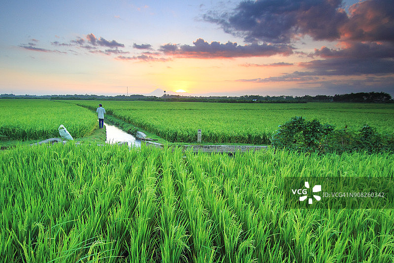 亚洲的稻田图片素材