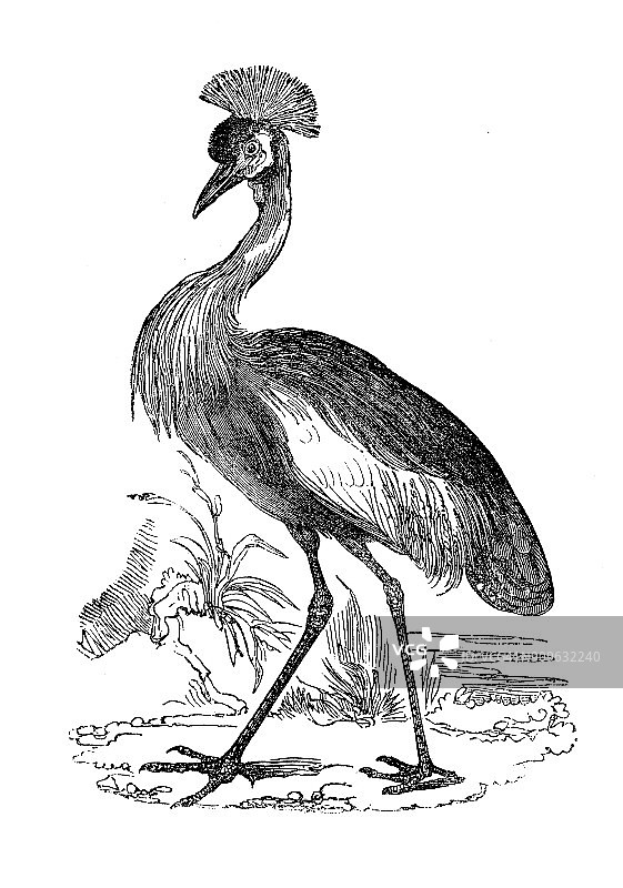 古董动物插图:灰冠鹤(Balearica regulorum)图片素材