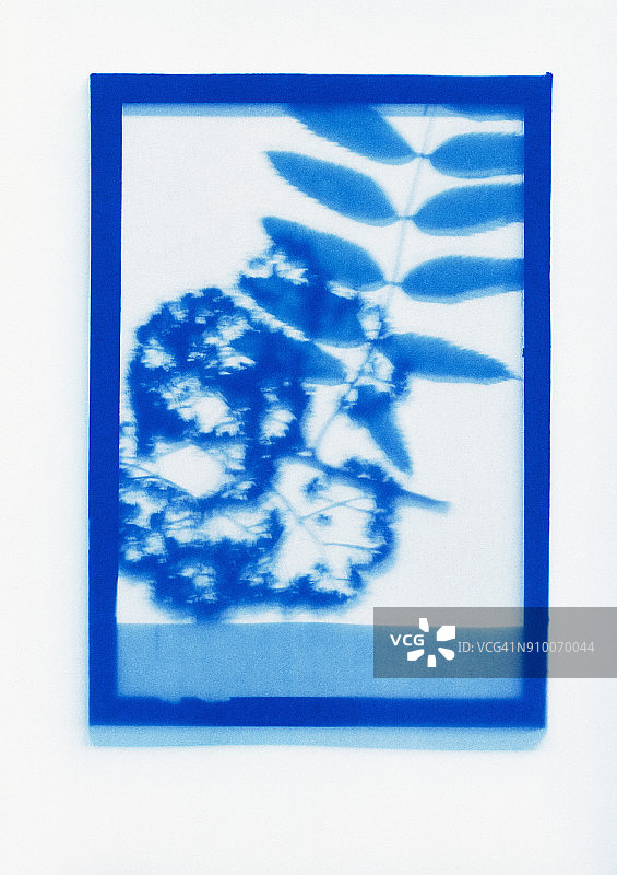 花楸植物标本的反相照片绘制图片素材