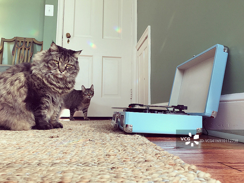 两只好奇的猫和录音机图片素材