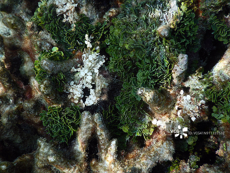 在漂白的珊瑚礁上生长的绿藻图片素材