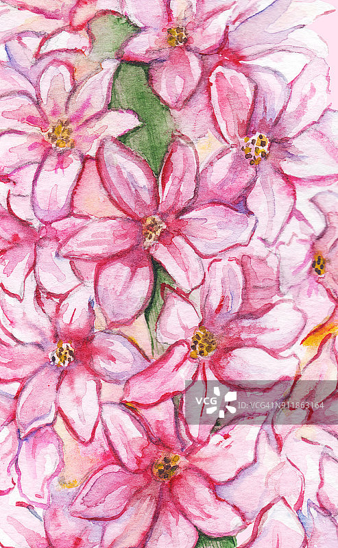 水彩粉红风信子花自然植物图案纹理背景图片素材