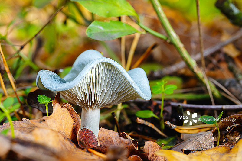 秋天森林里的蓝色蘑菇图片素材