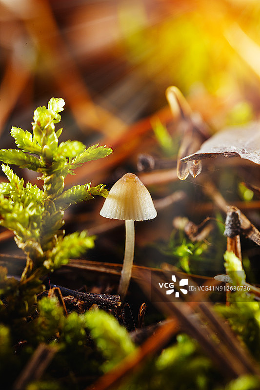 在多彩的秋天森林里的小蘑菇和苔藓的特写图片素材