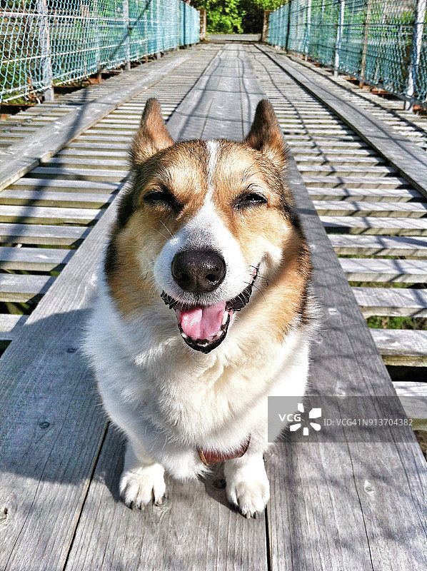 在绳索桥上微笑的威尔士柯基犬图片素材