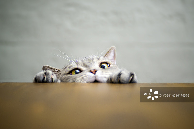 大眼睛调皮的肥胖猫在木桌上露出爪子图片素材