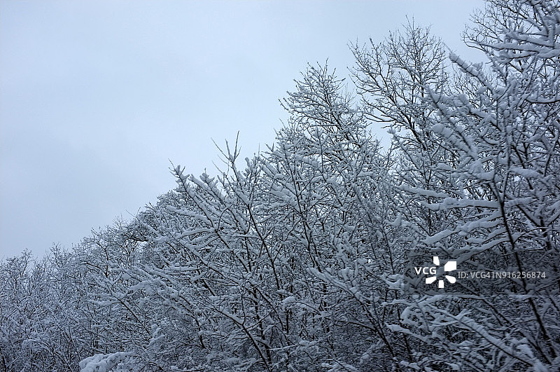 冬天的风景一片森林，光秃秃的树木被白雪覆盖图片素材