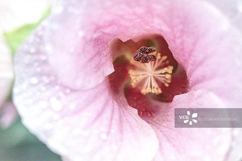 蒙特维尔德云雾森林保护区的粉红色木槿图片素材